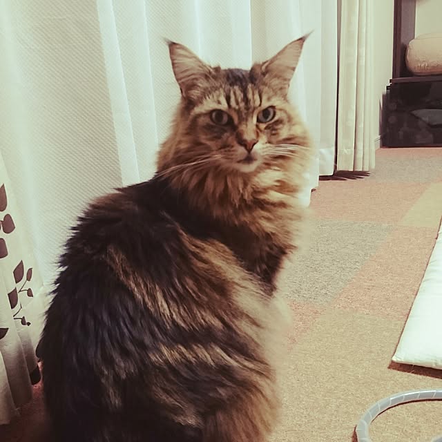 mi-koさんの実例写真