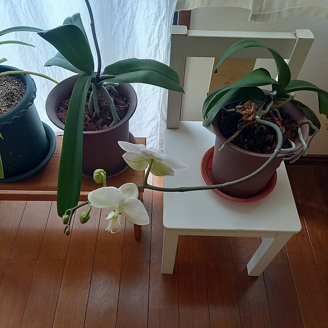 anzmama0404さんの実例写真
