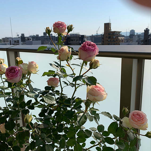 rimiさんの実例写真