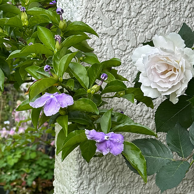 mamizaさんの部屋