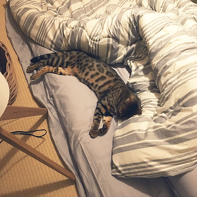 anさんの実例写真