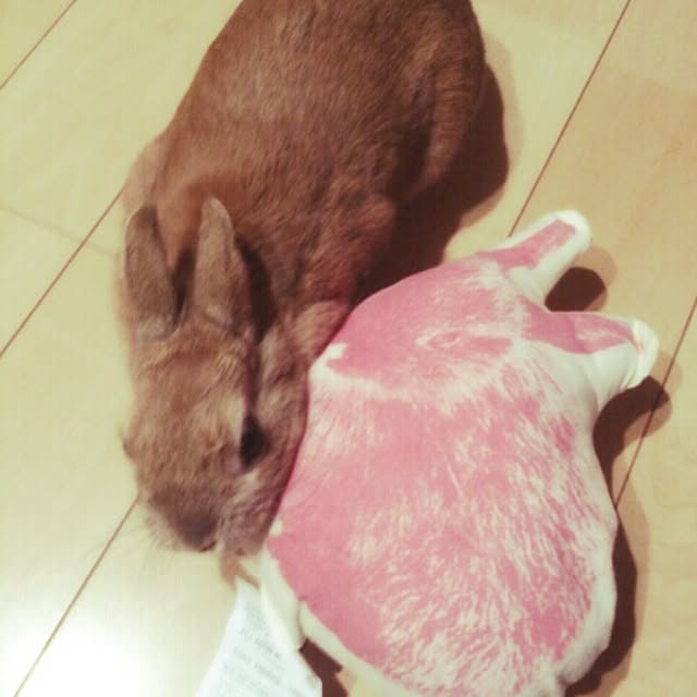 acaさんの実例写真