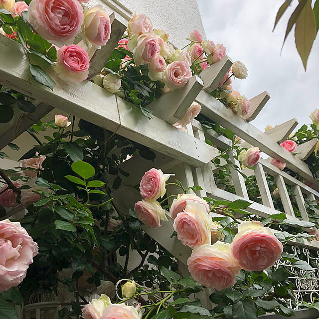 shabbycottage_saoriさんの部屋