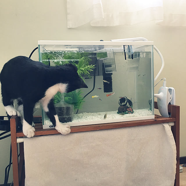 nekoさんの実例写真