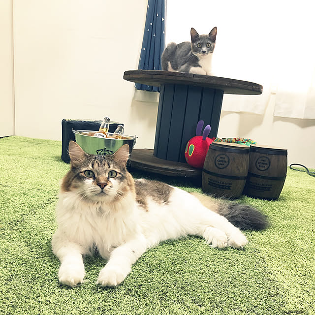 aomameさんの実例写真