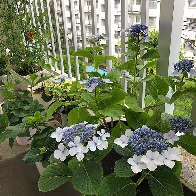 壁/天井/ベランダガーデン/とりあえず挿してみた/癒し/ベランダ...などのインテリア実例 - 2024-06-18 18:40:11