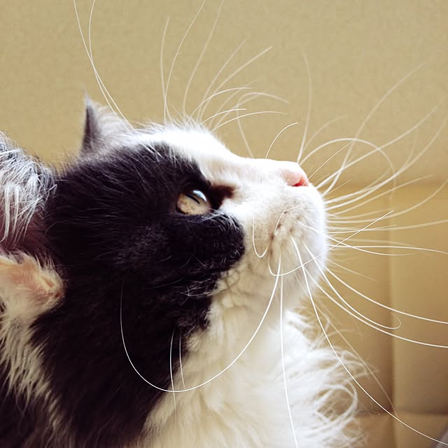 yucky_rioさんの実例写真