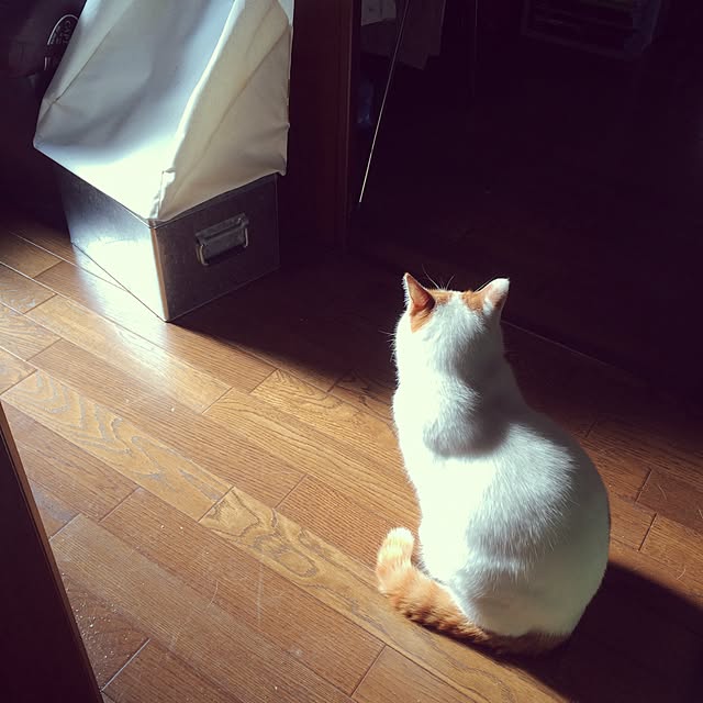 asaさんの実例写真