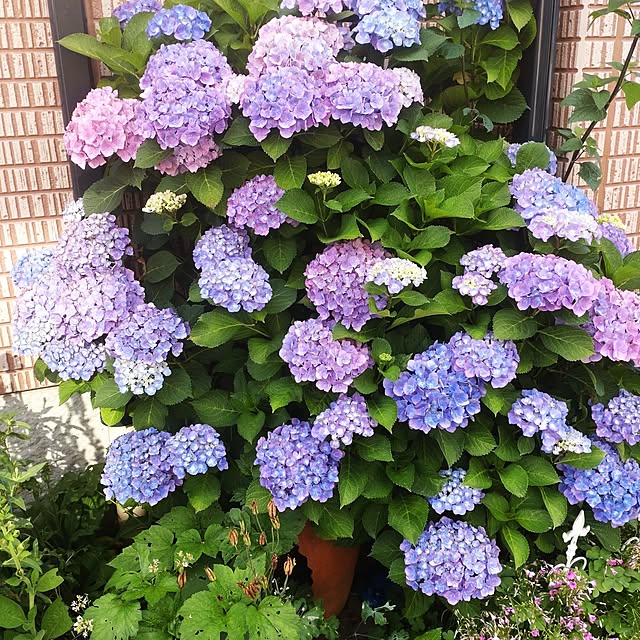 Hujikoさんの部屋