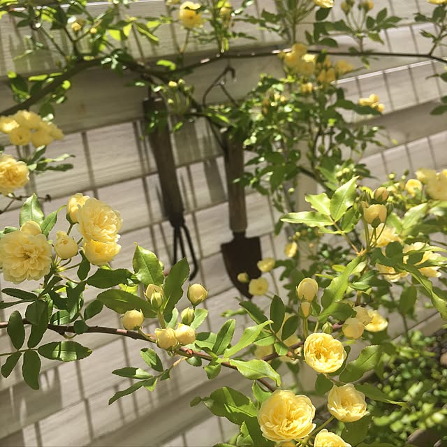toraraさんの実例写真