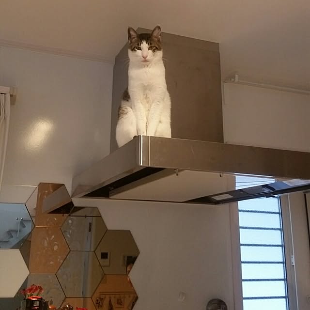 runayucoさんの実例写真