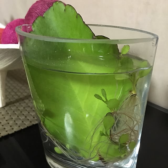 kasumiさんの実例写真