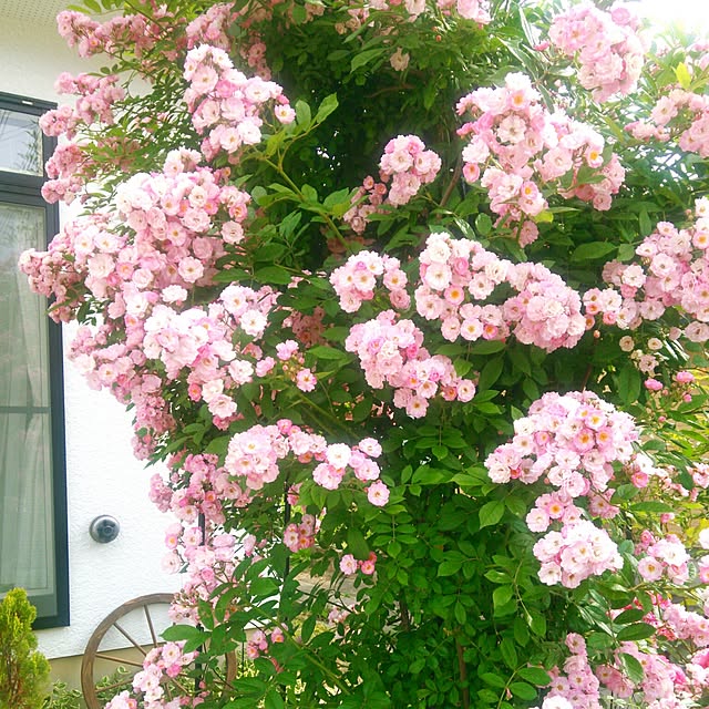 Midoriさんの実例写真