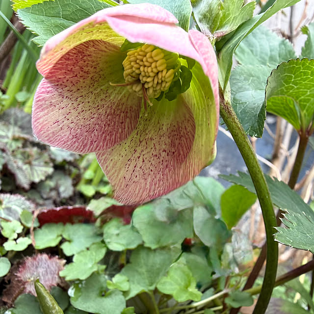 buchiさんの部屋