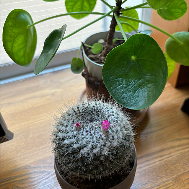chIoeさんの部屋