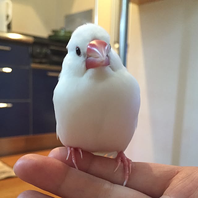 gumechomeさんの部屋