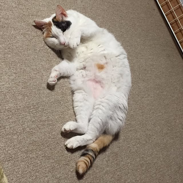 yocchiさんの実例写真