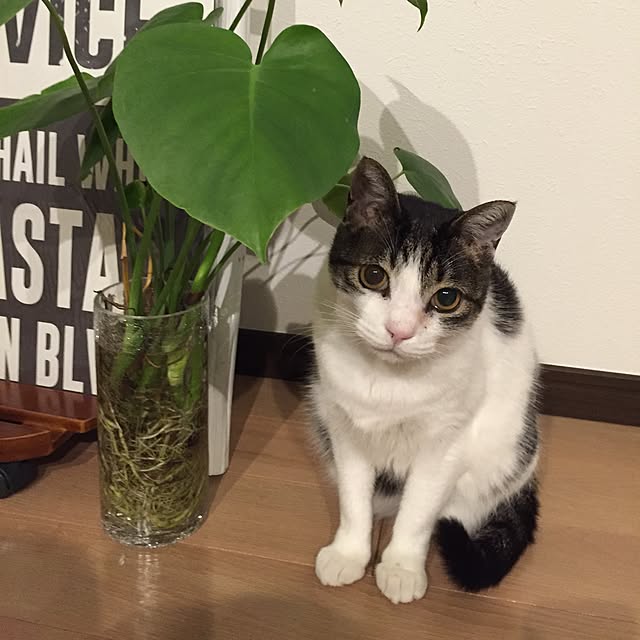 minkokoさんの実例写真
