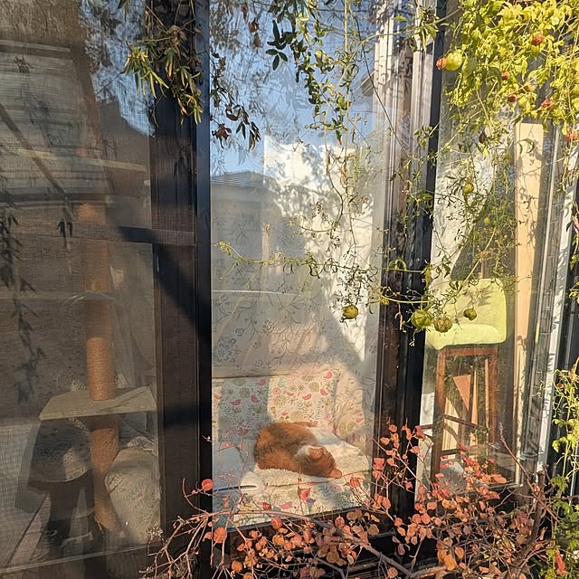 mori_6_12さんの実例写真