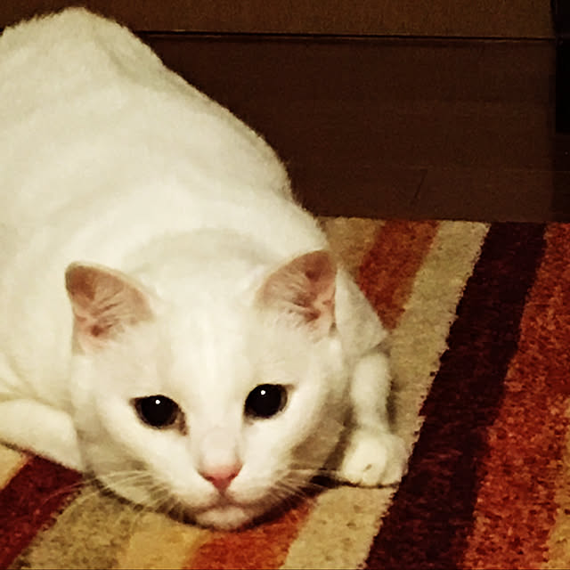 tekokaasanさんの実例写真