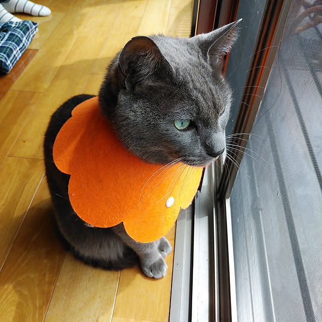 annさんの実例写真