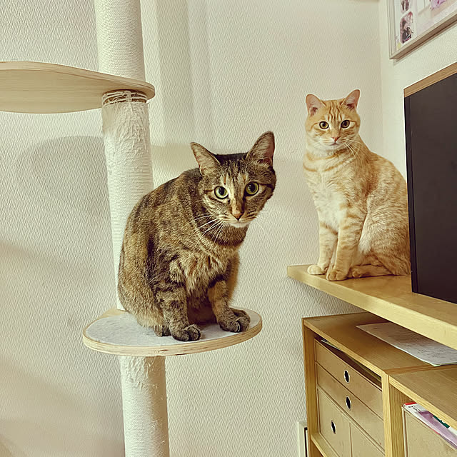 chiiさんの部屋