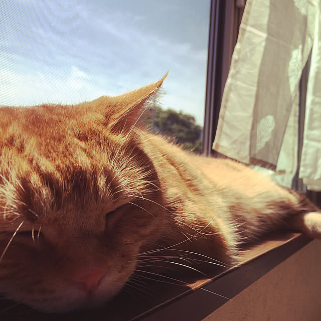 nekoさんの実例写真