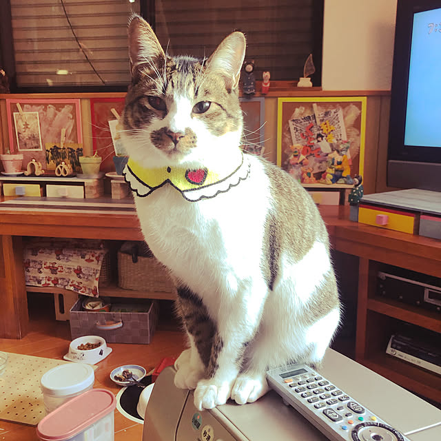 jijiさんの実例写真