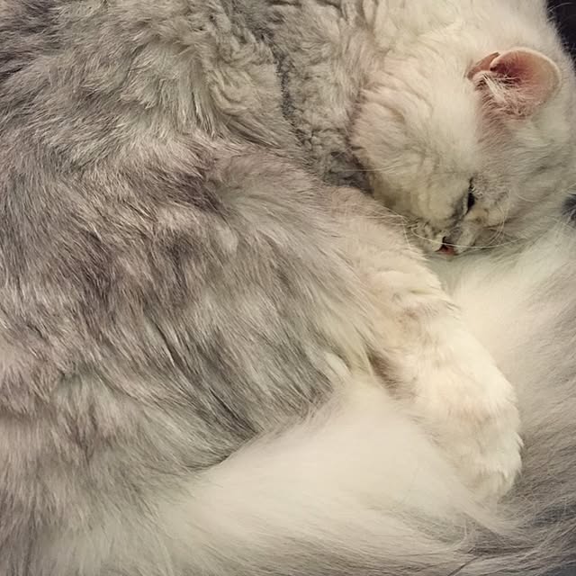 horurunさんの実例写真