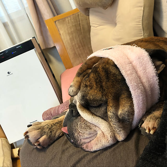 chi_gogaさんの実例写真