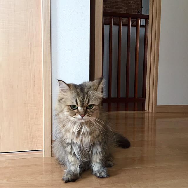 butachanさんの実例写真