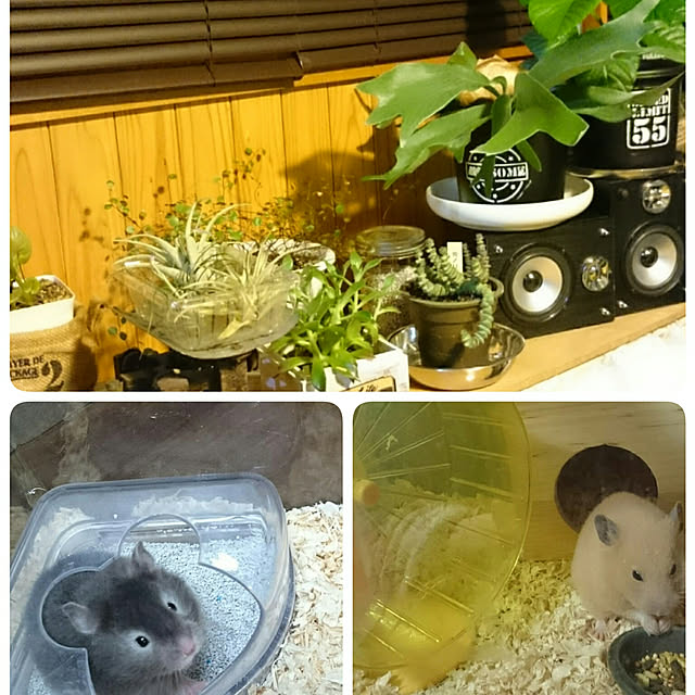 tikuwaさんの実例写真