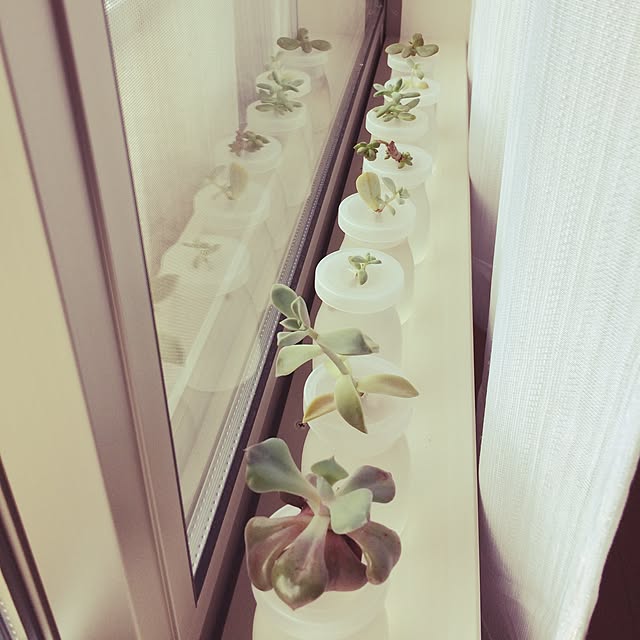 shaolicoさんの実例写真