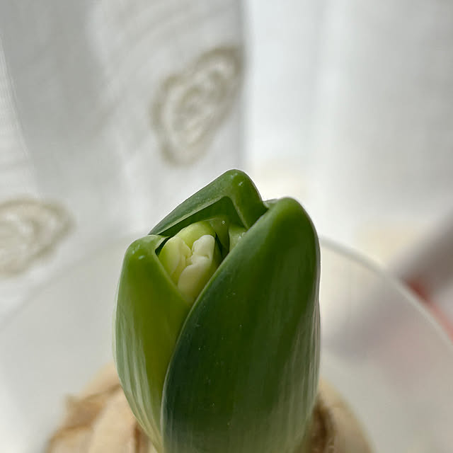 fumikoiさんの実例写真