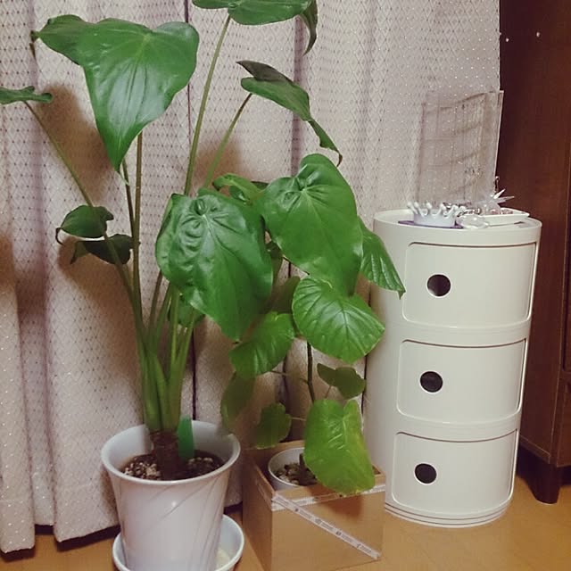 88snowさんの実例写真