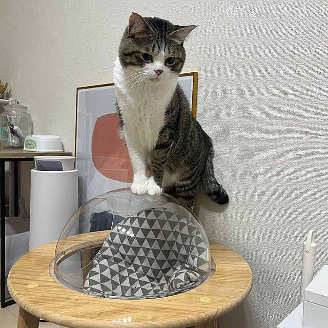 odashiさんの実例写真