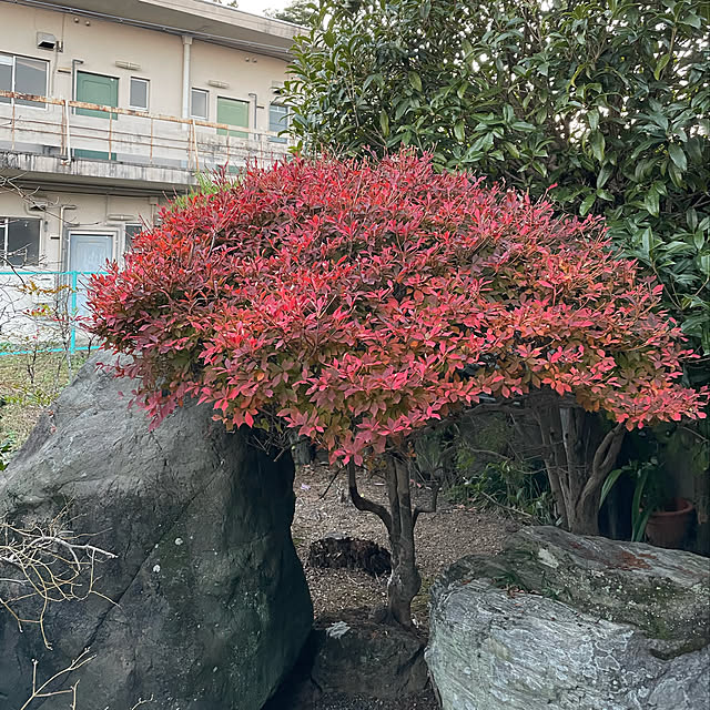 shin0719さんの実例写真