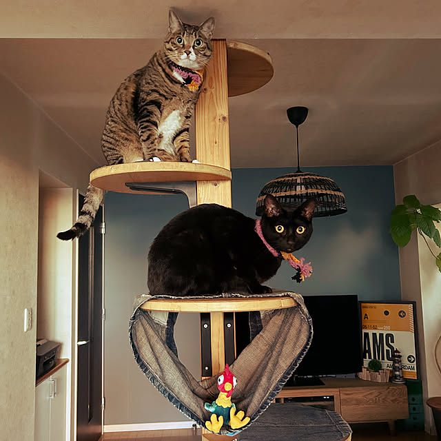 suemonta14さんの実例写真