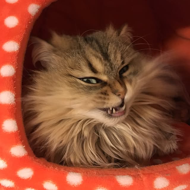 k_dinoさんの実例写真