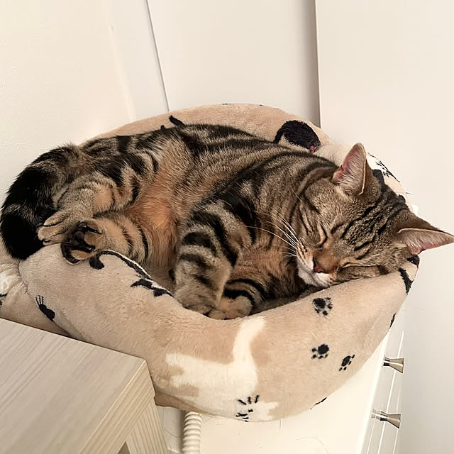 ベッド周り/ねこ/キャットタワー/キャットウォーク/猫窓...などのインテリア実例 - 2024-12-29 20:01:26
