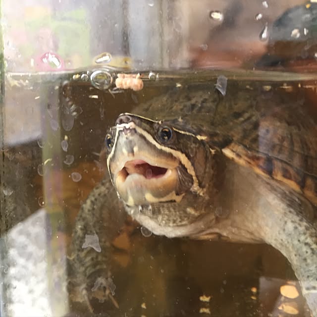 tanutanさんの実例写真