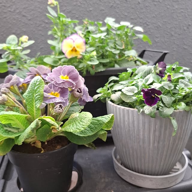 noaさんの実例写真