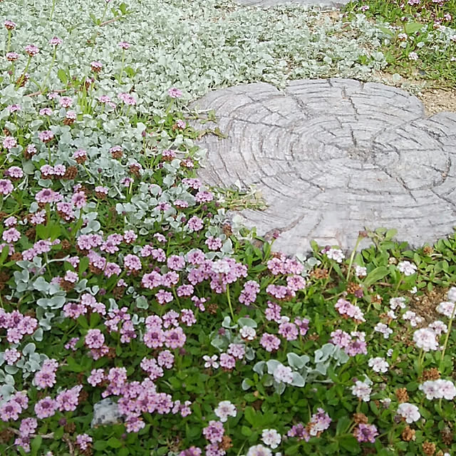 clover2018さんの実例写真
