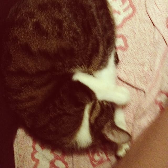 Chiakiさんの実例写真