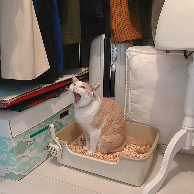 AkanetoSakuraさんの部屋