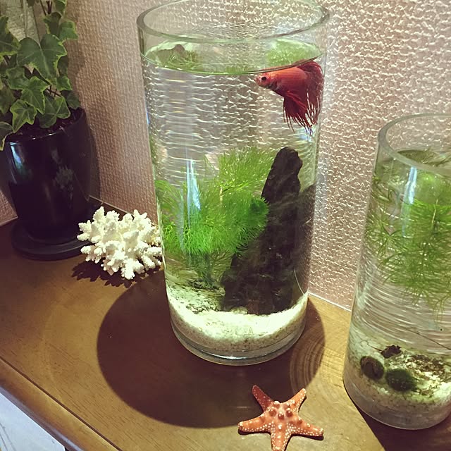 pyonさんの実例写真