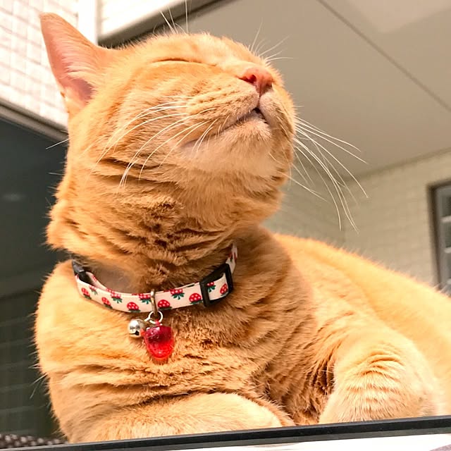 minakoさんの実例写真