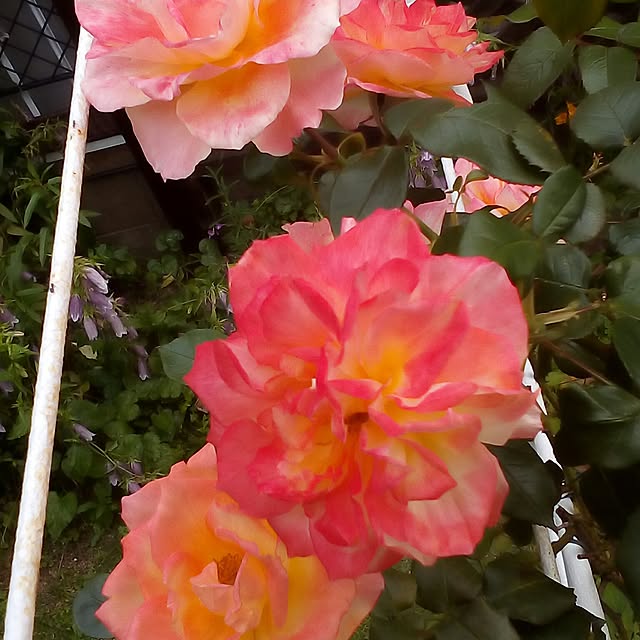 mariagardenさんの実例写真