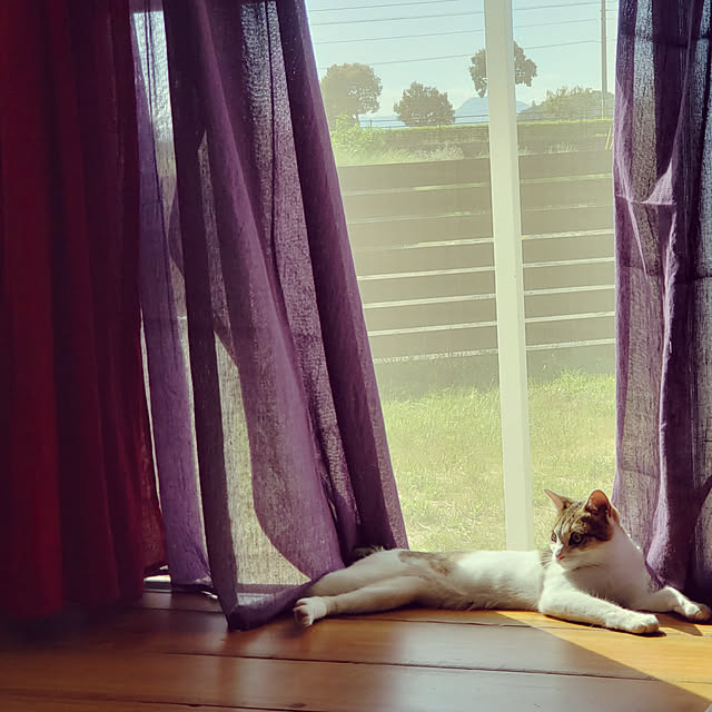 hajiroさんの実例写真
