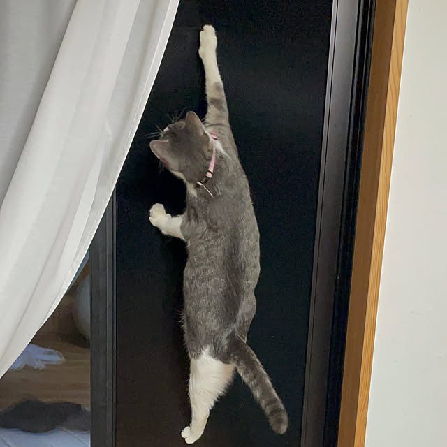 nekosamaさんの部屋